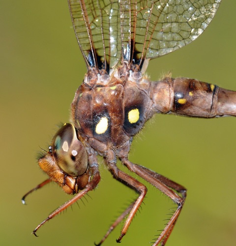 Female
31 Aug 2008  Oconee, SC  Rabun, GA